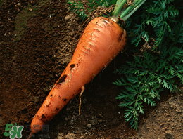 春天能種胡蘿卜嗎？胡蘿卜春天能種嗎？