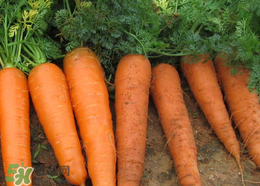 春天能種胡蘿卜嗎？胡蘿卜春天能種嗎？