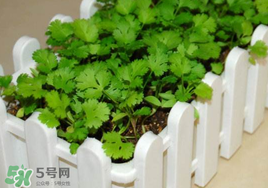 春天能種香菜嗎？香菜幾月份播種？