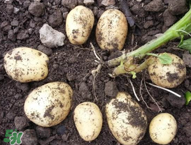 春天什么時(shí)候種土豆？春天土豆怎么么種？