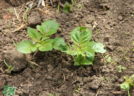 春天什么時(shí)候種土豆？春天土豆怎么么種？