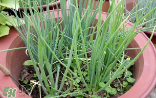 春天種蔥可以嗎？春天什么時候種蔥？