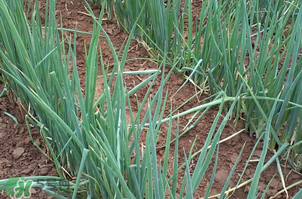 春天種蔥可以嗎？春天什么時候種蔥？