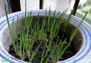 春天種蔥可以嗎？春天什么時候種蔥？