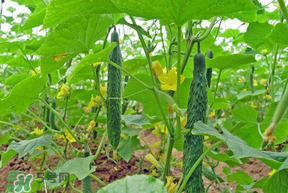 春天什么時(shí)候種黃瓜？黃瓜幾月份種？