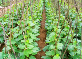 春天什么時(shí)候種黃瓜？黃瓜幾月份種？