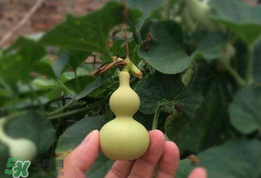 春天什么時(shí)候種葫蘆？葫蘆幾月種最好？