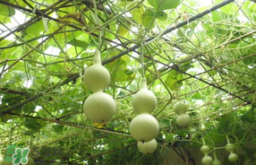 春天什么時(shí)候種葫蘆？葫蘆幾月種最好？