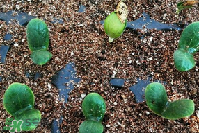 春天什么時(shí)候種葫蘆？葫蘆幾月種最好？