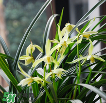 蘭花怎么養(yǎng)？蘭花怎么種？