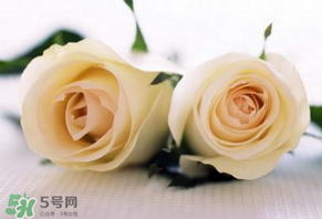 白色情人節(jié)送什么花？白色情人節(jié)送白玫瑰合適嗎？