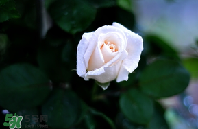 白色情人節(jié)送什么花？白色情人節(jié)送白玫瑰合適嗎？