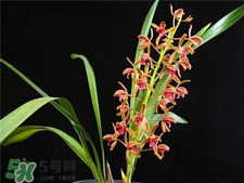 蘭花品種？蘭花有多少品種？