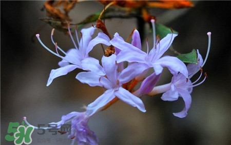 蘭花品種？蘭花有多少品種？