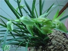 蘭花品種？蘭花有多少品種？