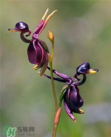 蘭花品種？蘭花有多少品種？