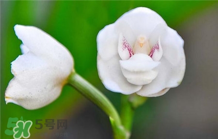 蘭花品種？蘭花有多少品種？