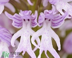 蘭花品種？蘭花有多少品種？