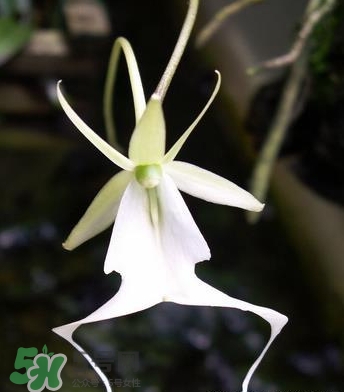 蘭花品種？蘭花有多少品種？