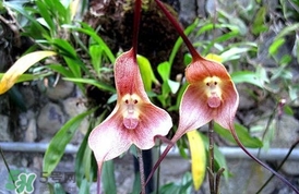 蘭花品種？蘭花有多少品種？