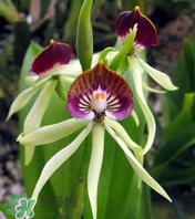 蘭花品種？蘭花有多少品種？