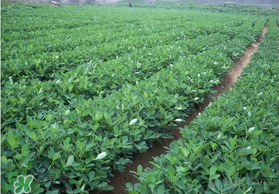 春天能種花生嗎？春天什么時(shí)候種花生？