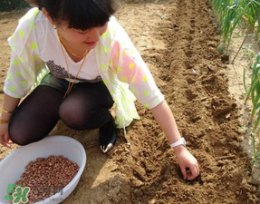 春天能種花生嗎？春天什么時(shí)候種花生？