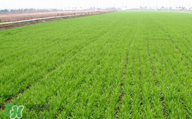 春天能種小麥嗎？小麥春天什么時候澆水？