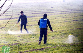 春天能種小麥嗎？小麥春天什么時候澆水？