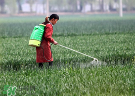 春天能種小麥嗎？小麥春天什么時候澆水？