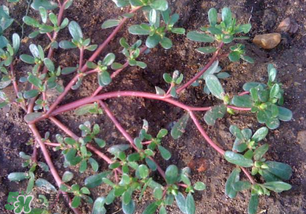 春天吃什么野菜好？春天吃什么野菜降血壓？