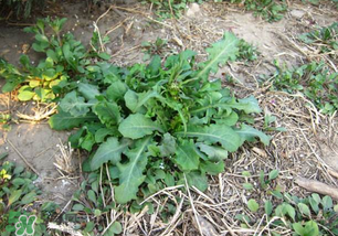 春天吃什么野菜好？春天吃什么野菜降血壓？