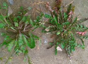 野生薺菜幾月份有？野生薺菜什么時候有？