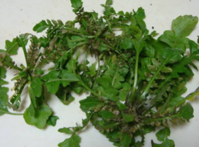 野生薺菜幾月份有？野生薺菜什么時候有？