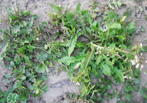 野生薺菜有什么營養(yǎng)？野生薺菜的營養(yǎng)價值