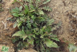 野生薺菜有什么營養(yǎng)？野生薺菜的營養(yǎng)價值