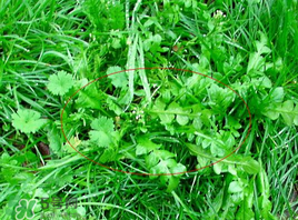 薺菜有幾種？薺菜有幾種顏色？