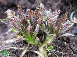 薺菜有幾種？薺菜有幾種顏色？