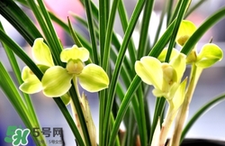 蘭花怎么養(yǎng)？蘭花怎么種？