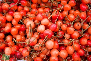 吃櫻桃會上火嗎 櫻桃吃多了上火嗎 吃櫻桃會上火嗎 櫻桃吃多了上火嗎