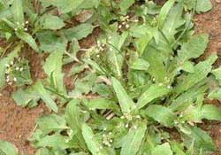 野生薺菜幾月份有？野生薺菜什么時候有？