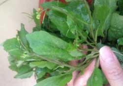 春天吃什么野菜好？春天吃什么野菜降血壓？