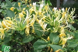 金銀花的功效與作用？金銀花有什么作用？