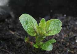 春天什么時候種土豆？春天土豆怎么么種？