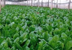 春天能種菠菜嗎？春天怎么種菠菜？