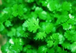 春天能種香菜嗎？香菜幾月份播種？