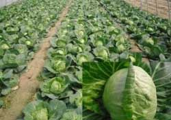 春天能種甘藍(lán)嗎？甘藍(lán)幾月份種？