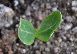 春天什么時候種葫蘆？葫蘆幾月種最好？