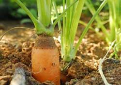 春天能種胡蘿卜嗎？胡蘿卜春天能種嗎？