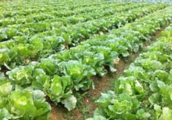 春天能種白菜嗎？春天白菜什么時間種植？